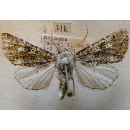 Polymixis lichenea (Hübner, 1813) Spain31k